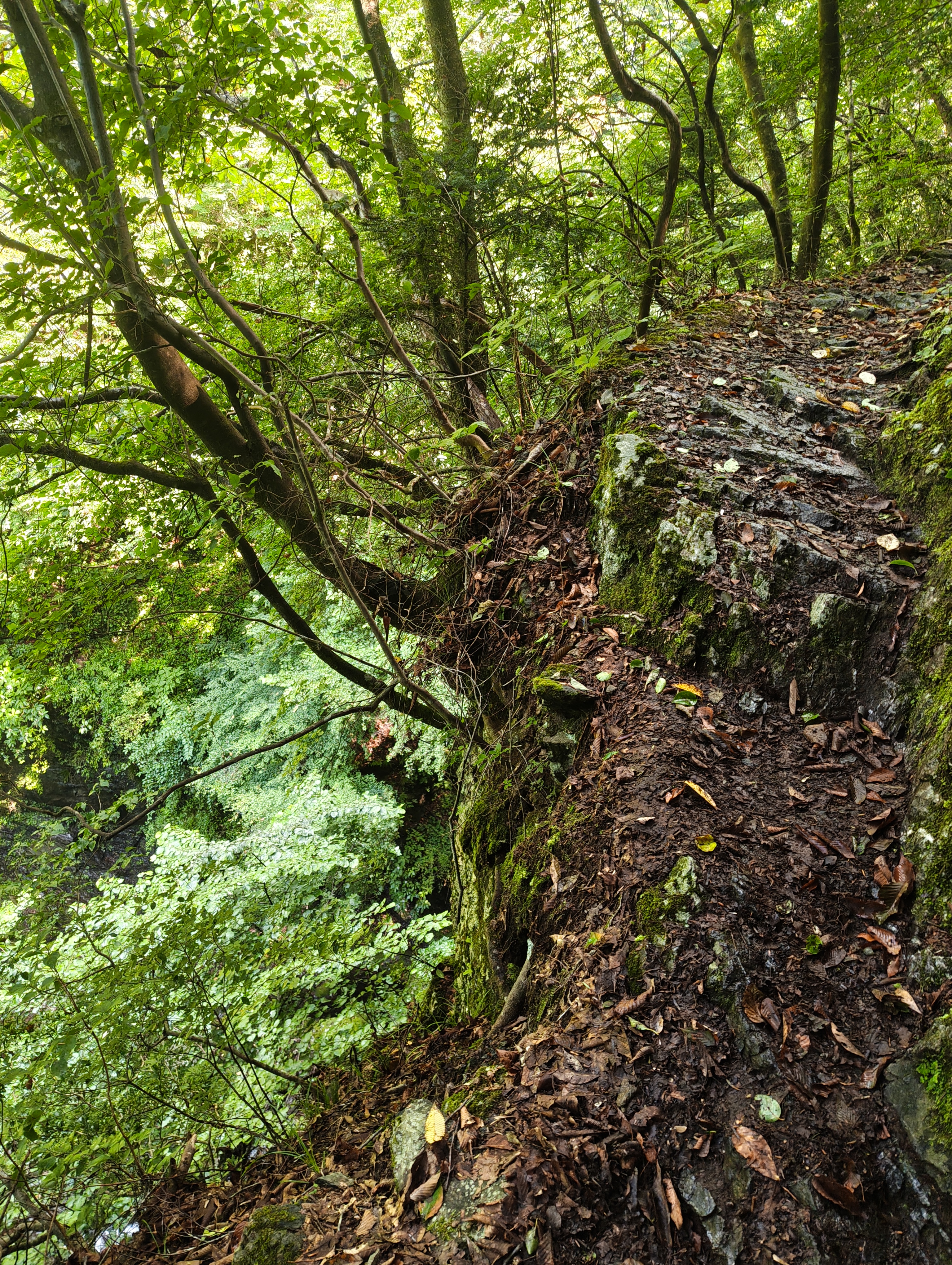 川苔山